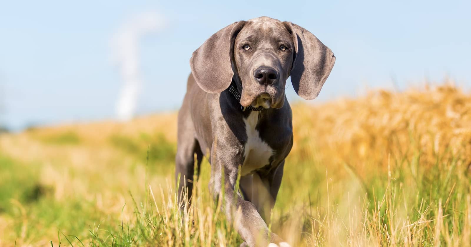 Your Dog's First Heat Cycle What to Expect & When to Worry DogVills