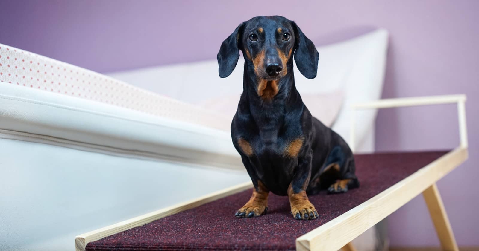 6 Tips on How to Prevent an Older Dog From Falling Off The Bed DogVills