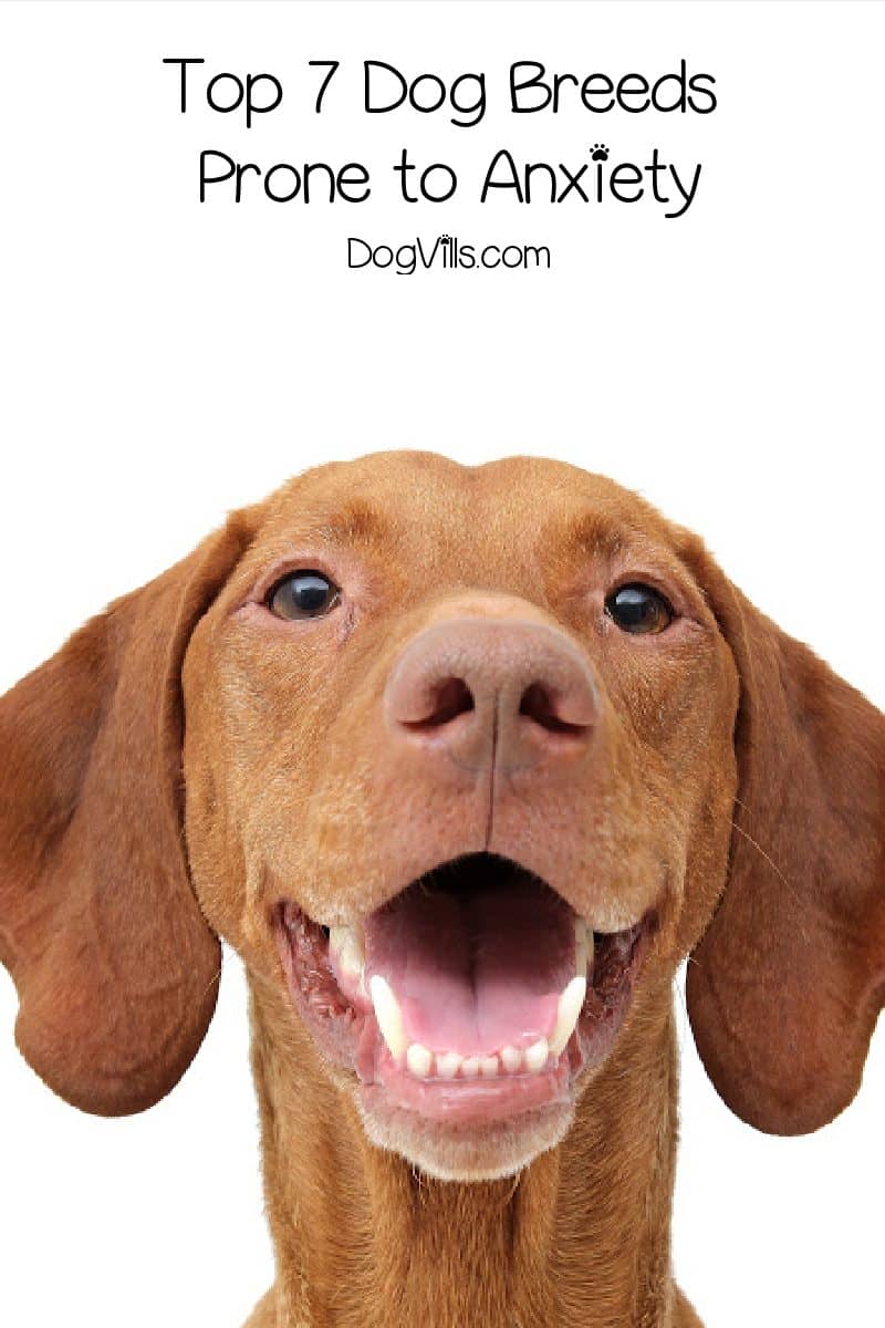 dog breeds prone to separation anxiety