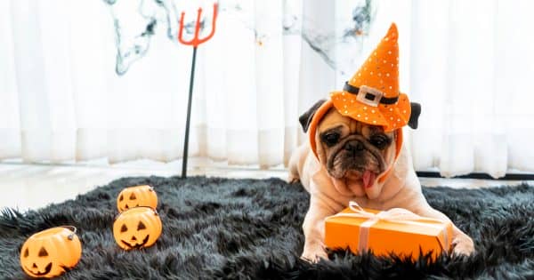100 Spooktacular Halloween-Inspired Dog Names - DogVills