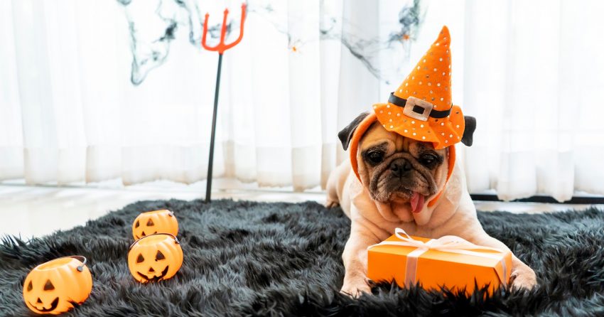 No tricks! You’ll find nothing but treats on our list of 100 Halloween-inspired dog names! Check them out!