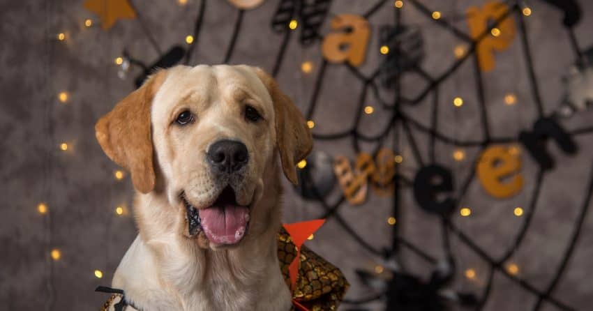 No tricks! You’ll find nothing but treats on our list of 100 Halloween-inspired dog names! Check them out!