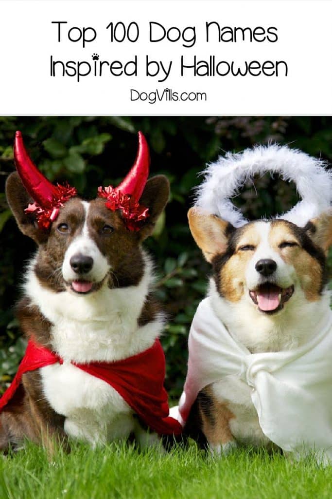 100 Spooktacular Halloween-Inspired Dog Names - DogVills