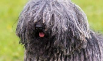 Are you looking for the best hypoallergenic guard dogs to protect you from the scary things that bump into the night? Check out our top 7 picks!