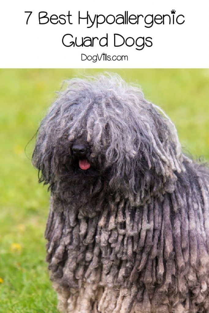 hypoallergenic guard dog breeds