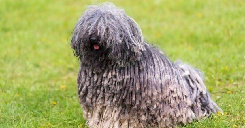 Puli dog breed