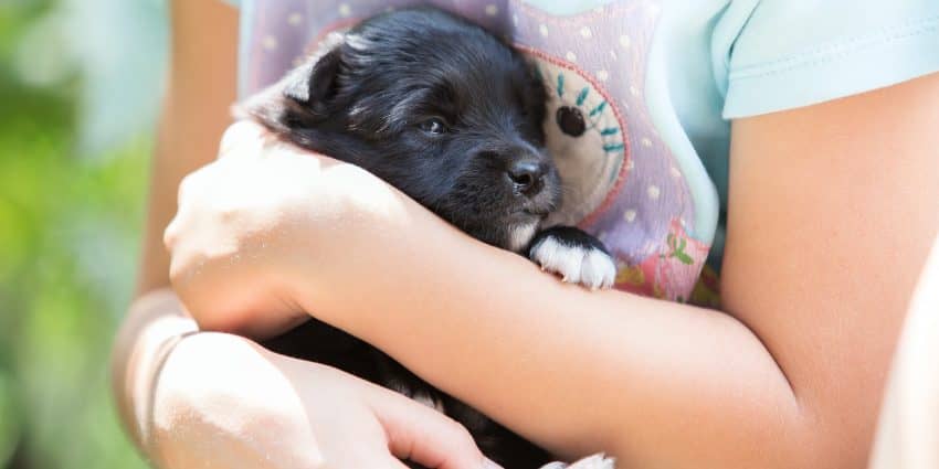 Help, my puppy wants to be held all the time and he cries when I put him down!If that sounds familiar, don't worry, we've got you covered.
