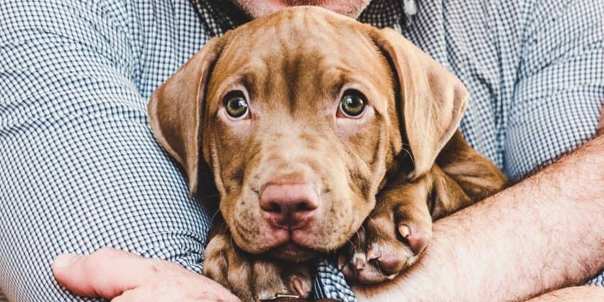 Help, my puppy wants to be held all the time and he cries when I put him down!If that sounds familiar, don't worry, we've got you covered.