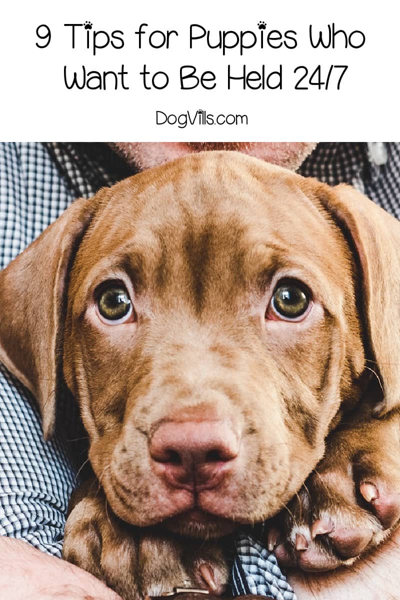 Do Puppies Like To Be Held