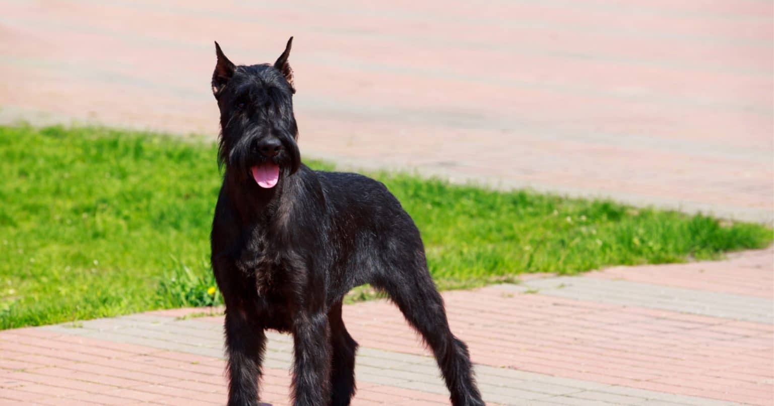 7 Best Hypoallergenic Guard Dogs DogVills