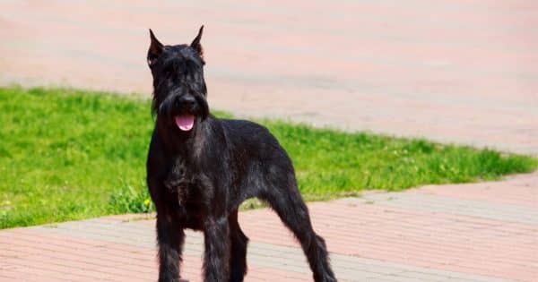 Standard Schnauzer