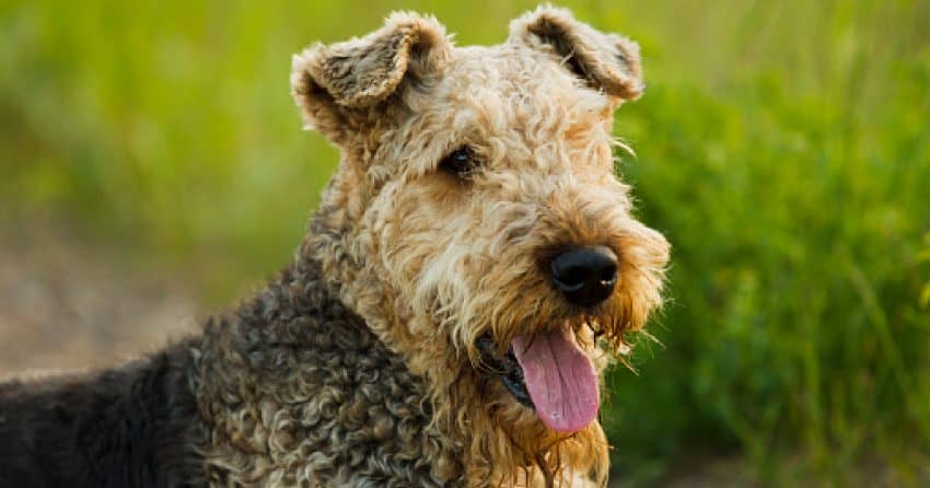 The Airedale terrier is one of the dog breeds that sleeps the least
