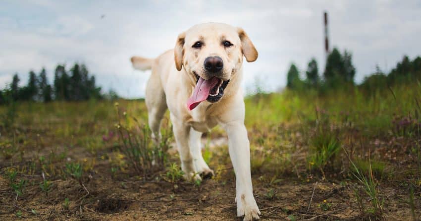 Wondering which dog breeds sleep the least? These 7 puppers are definitely not for couch potatoes! Check them out!