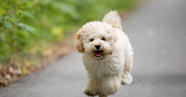 50 Perfect White Dog Names For Your New Puppy 50 Perfect White Dog Names For Your New Puppy