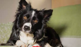 Puppy separation anxiety toys can help soothe your dog's stress, especially when you're not around. Check out our favorites!