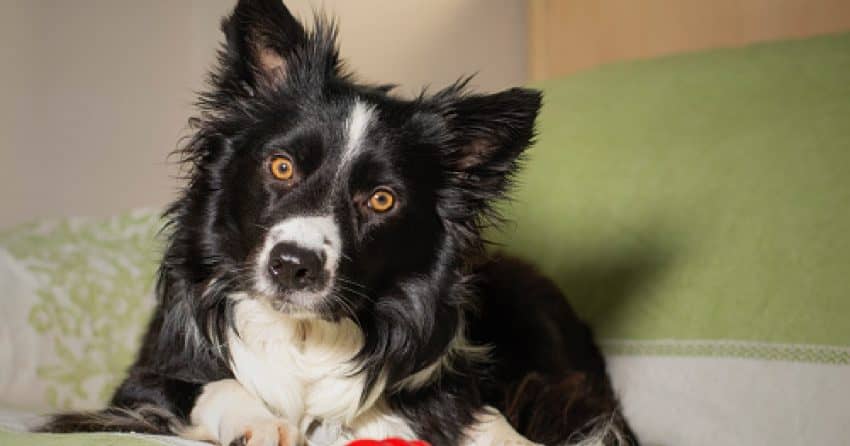 Puppy separation anxiety toys can help soothe your dog's stress, especially when you're not around. Check out our favorites!
