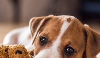 Puppy separation anxiety toys can help soothe your dog's stress, especially when you're not around. Check out our favorites!