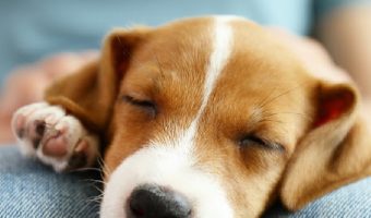 "Should I let my puppy sleep on my lap?" Wondering the same thing? Read on to find out! Plus, learn why pups love your lap in the first place!