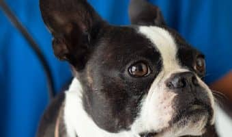 Curious about the best dog breeds for nurses who live alone? Check out our list! Plus, learn what to consider before adopting.