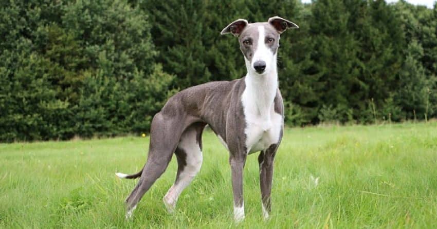 Curious about the best dog breeds for nurses who live alone? Check out our list! Plus, learn what to consider before adopting.