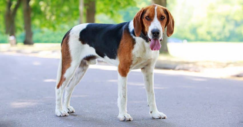 American Foxhound- one of the least sleepy dog breeds