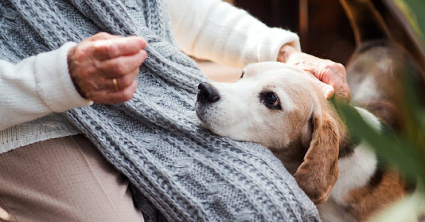 Anxiety in older dogs can be caused by a variety of issues. Your vet and these tips will help you find the best way to help your dog. Take a look!