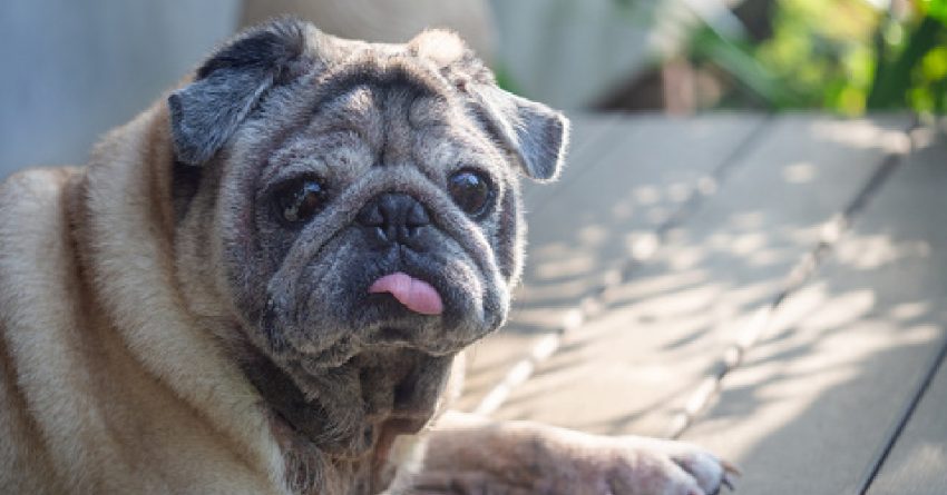 Anxiety in older dogs can be caused by a variety of issues. Your vet and these tips will help you find the best way to help your dog. Take a look!