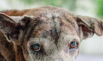 Anxiety in older dogs can be caused by a variety of issues. Your vet and these tips will help you find the best way to help your dog. Take a look!