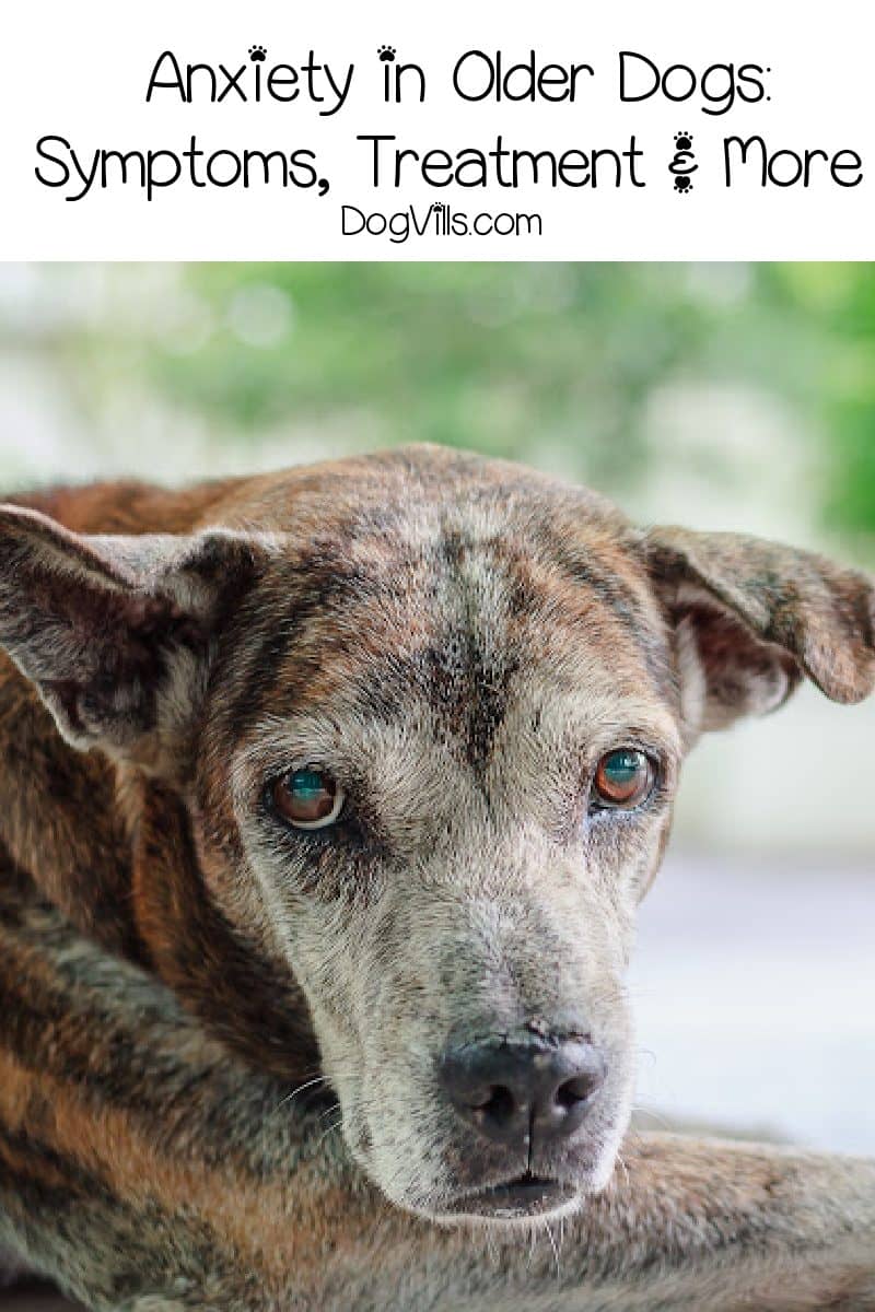 home remedies for hotspots on your dog