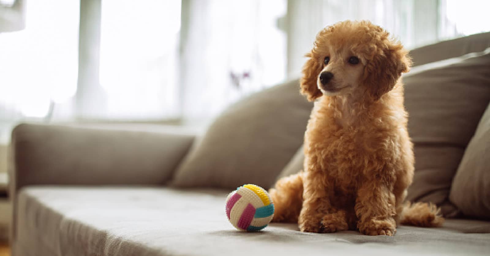 100 Amazing Apricot Dog Names for Your Golden Beauty DogVills