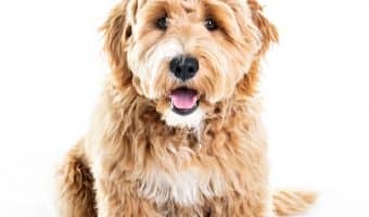 100 Amazing Apricot Dog Names for Your Golden Beauty