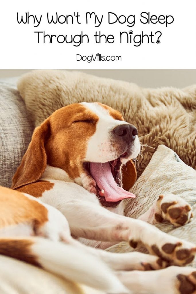 Wondering why your dog won't sleep at night? Learn four potential reasons. 