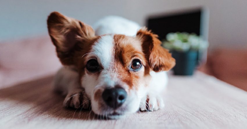 Learn all about ear infections in dogs, including symptoms, causes, and what your vet will do to treat them. 