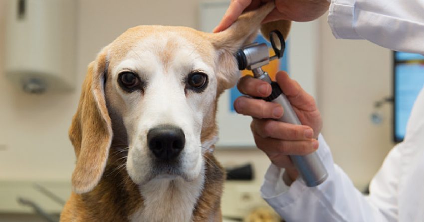 Learn all about ear infections in dogs, including symptoms, causes, and what your vet will do to treat them. 