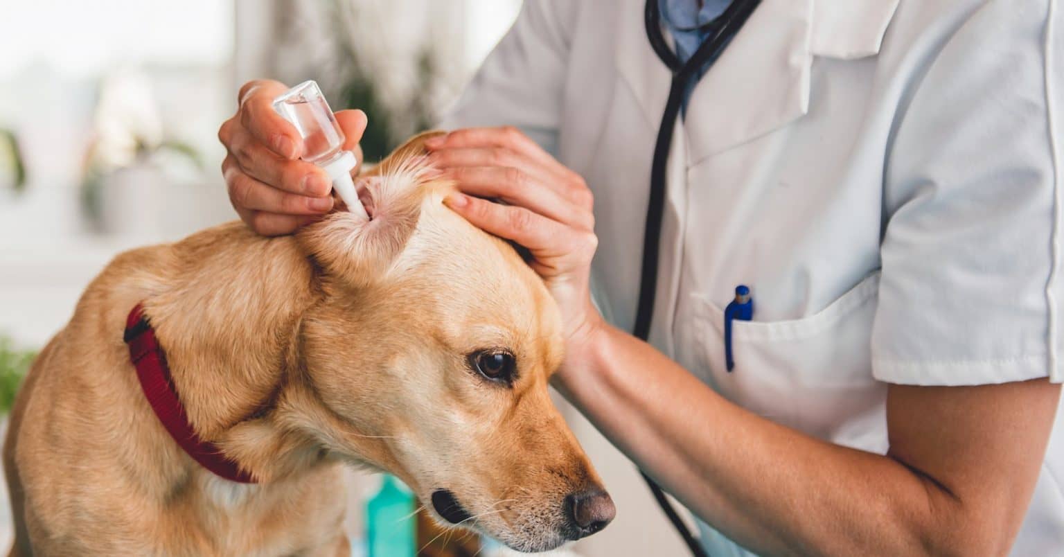 Ear Infection in Dogs Symptoms to Look For, Causes, and Treatment