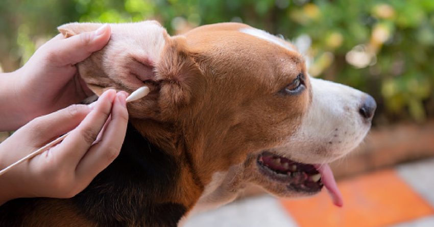Cleaning out your dog's ear how to 