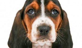 Learn all about ear infections in dogs, including symptoms, causes, and what your vet will do to treat them.