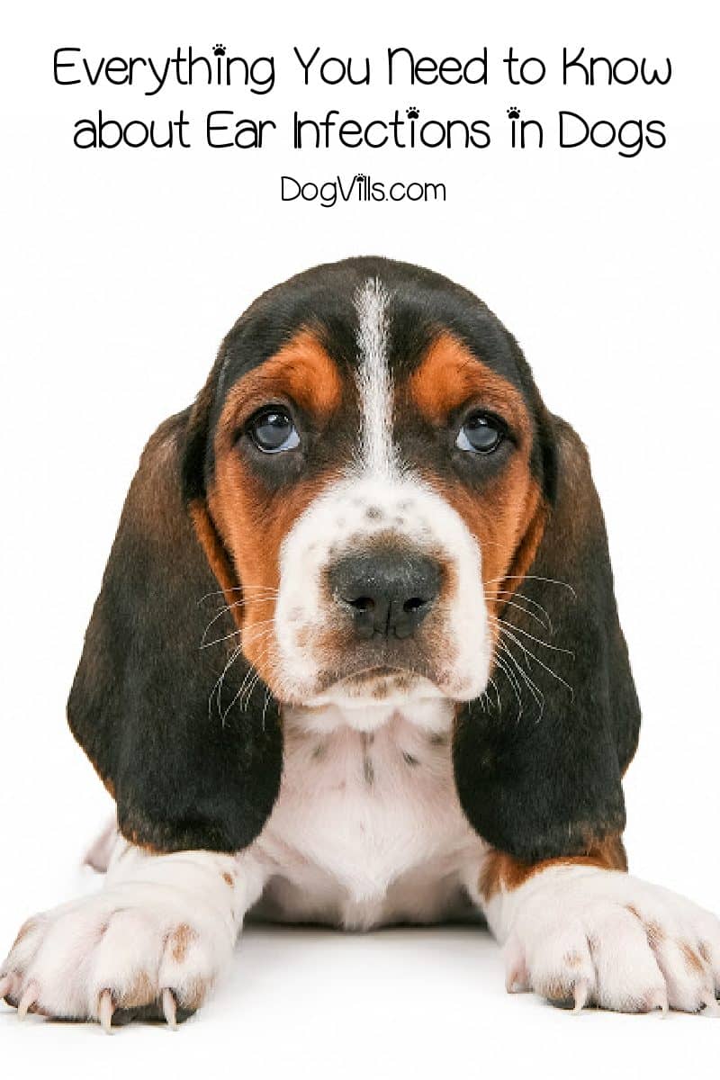 Ear Infection in Dogs Symptoms to Look For, Causes, and