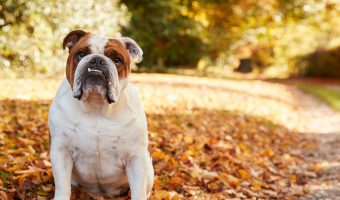 British Bulldog Sitting By Path In Autumn Landscape