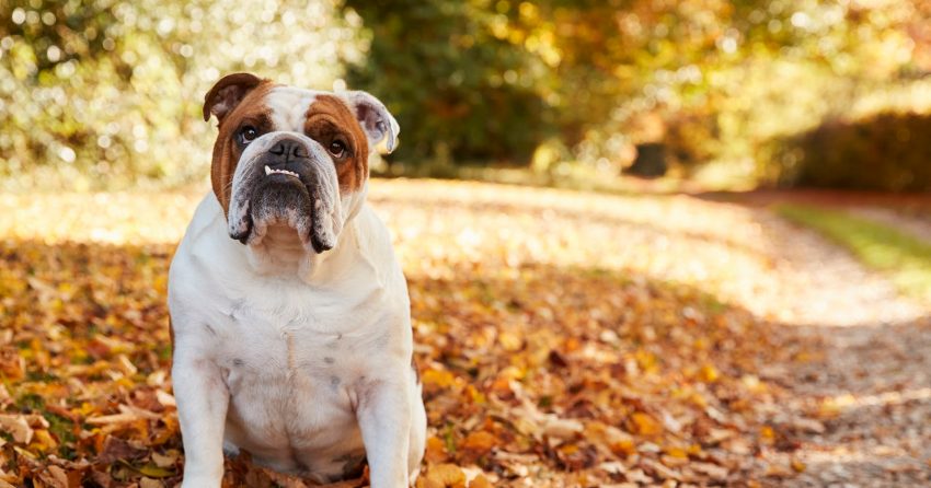 British Bulldog Sitting By Path In Autumn Landscape