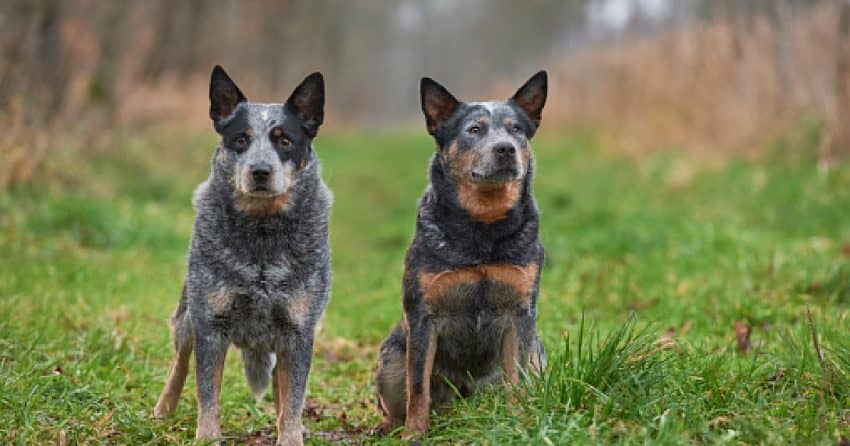 If you're searching for some of the best male and female Blue Heeler names, we've got you covered! Check out 100 that we just adore!