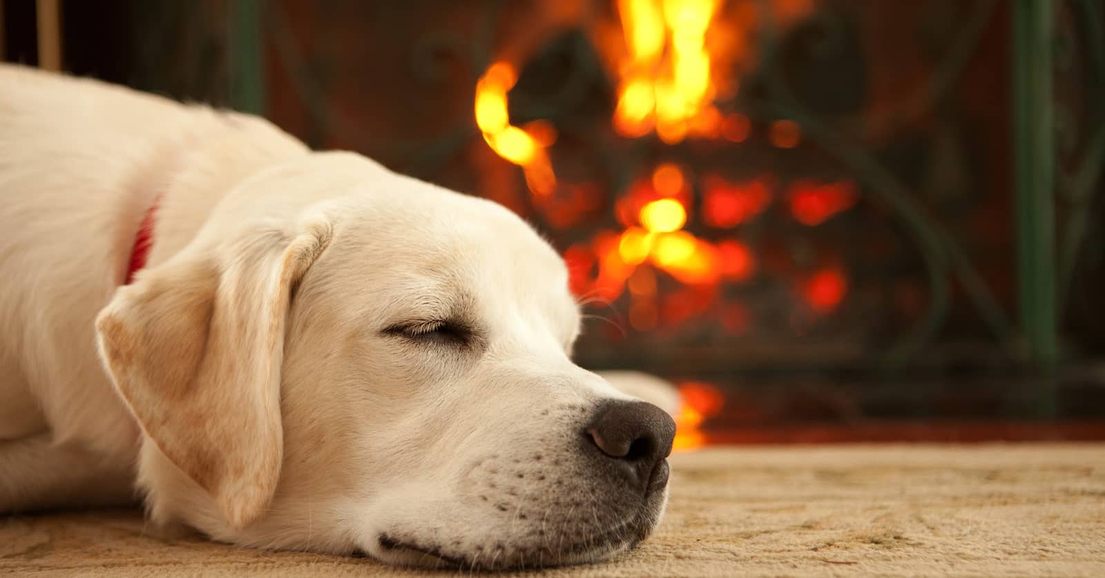110 Fantastic Fiery Dog Names For Your New Pup DogVills 110-fantastic-fiery-dog-names-for-your-new-pup-dogvills