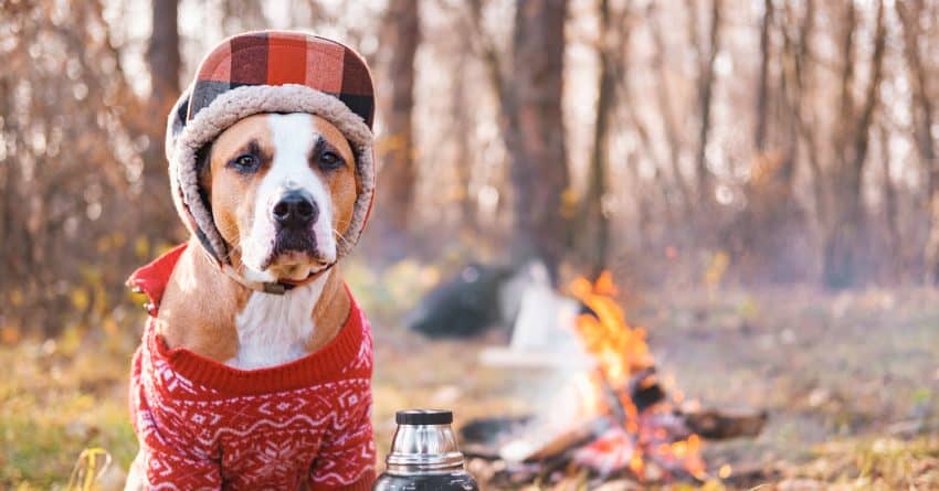 If you're looking for some of the best fiery dog names, then this ultimate list will give you everything you need! Check it out!