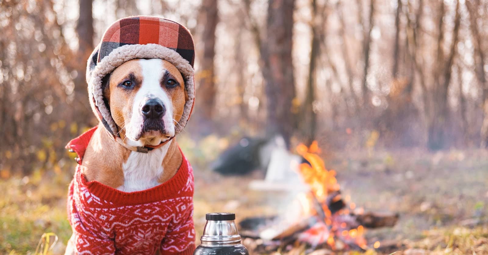 110-fantastic-fiery-dog-names-for-your-new-pup-dogvills