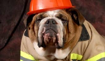 If you're looking for some of the best fiery dog names, then this ultimate list will give you everything you need! Check it out!