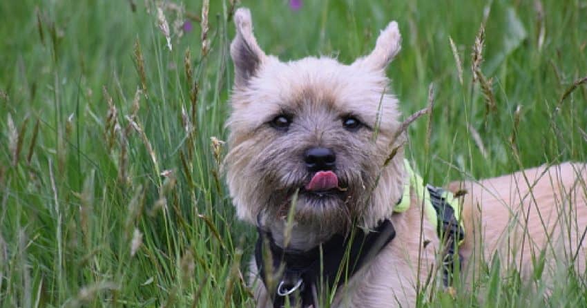 How much is a hypoallergenic dog? We're going to talk about that along with what you need to know about hypoallergenic breeds.