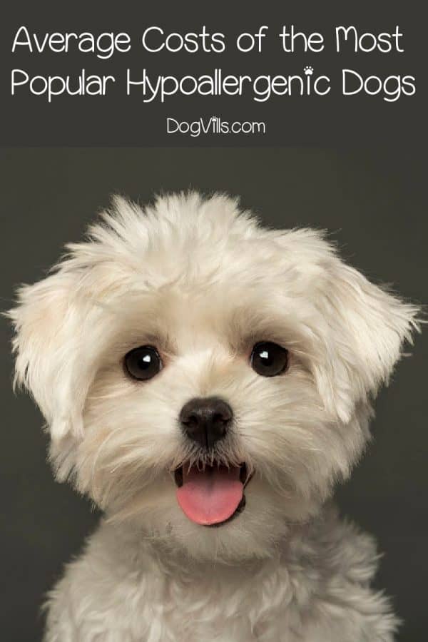 Just How Much is a Hypoallergenic Dog? DogVills