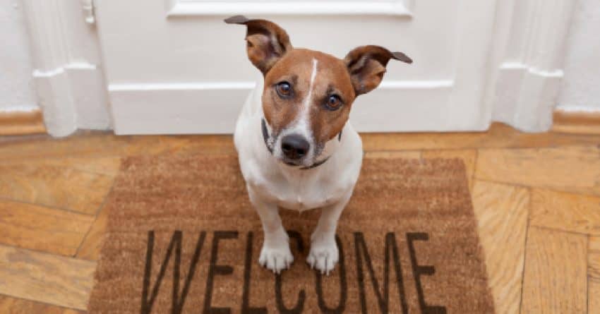 Introducing a new dog to an aggressive dog takes time and planning. These tips will help you do it the safest way possible.