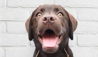 Introducing a new dog to an aggressive dog takes time and planning. These tips will help you do it the safest way possible.