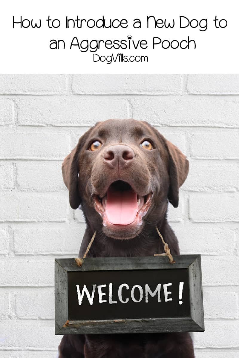 How to Introduce a New Dog to an Aggressive Dog (Including Reactive or